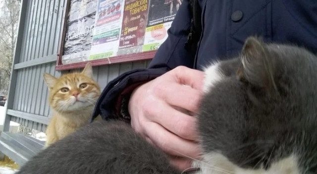 Смешных кошек вам в ленту