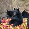 Новые прикольные «Аткрытки» / Приколы